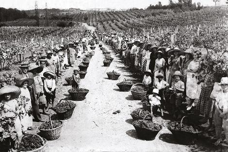 Sociedad de Bebidas Panizzon: Brasil